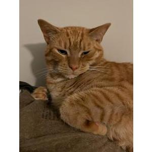 Image of Blue aka Dewey, Lost Cat