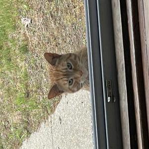 2nd Image of Blue aka Dewey, Lost Cat