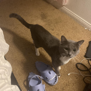 Image of felix, Lost Cat