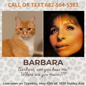 Image of Barbara, Lost Cat