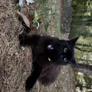 Image of Jane, Lost Cat
