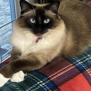 Image of Storm, Lost Cat
