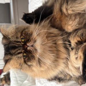 Image of Ernie, Lost Cat