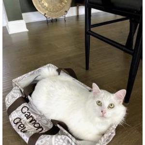 Image of Alston, Lost Cat