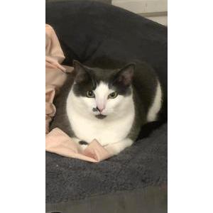 Image of Bug, Lost Cat
