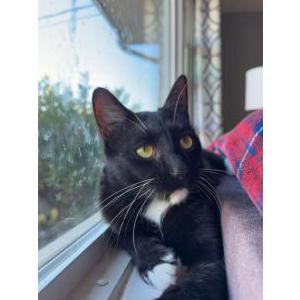 Image of Godzilla, Lost Cat