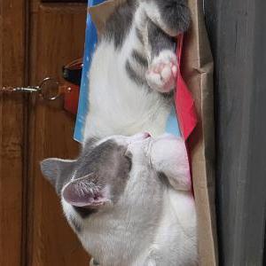 Image of Baby, Lost Cat