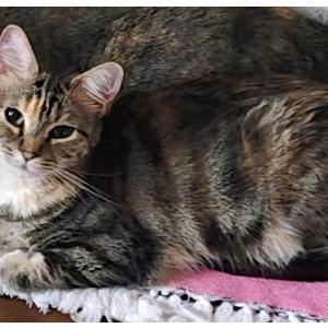 Image of Pnut, Lost Cat