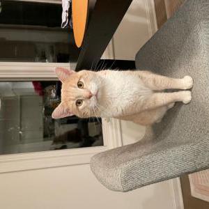 Image of Kai, Lost Cat