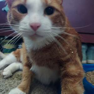 Image of Rafiki, Lost Cat