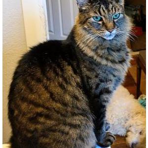 Image of Monty, Lost Cat