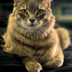 Image of Tchoupitoulas, Lost Cat