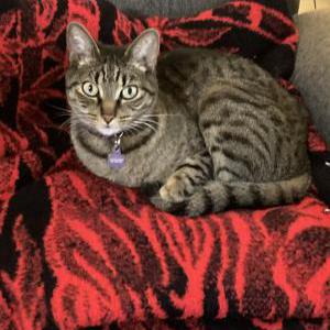 Image of Piper, Lost Cat