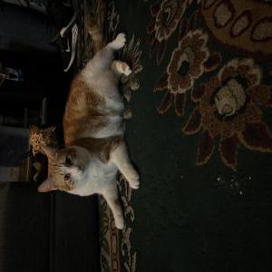 Lost Cat sol