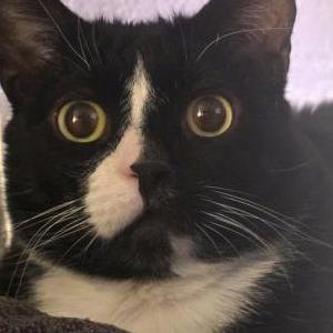 Image of Loki, Lost Cat