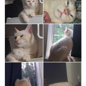 Image of Winnie, Lost Cat