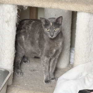 Image of Moku, Lost Cat