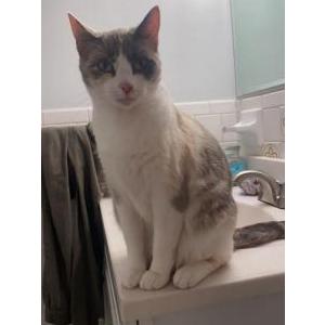 Image of Luna, Lost Cat