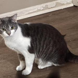 Image of Aurora, Lost Cat