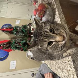Image of Miso, Lost Cat
