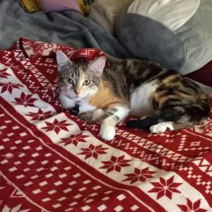 Image of Kitty, Lost Cat