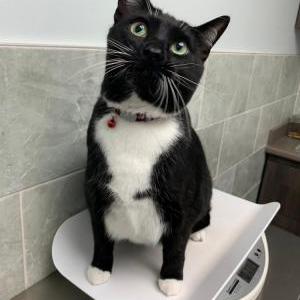 Image of Sylvester, Lost Cat
