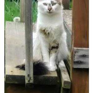 Image of Rafiki, Lost Cat