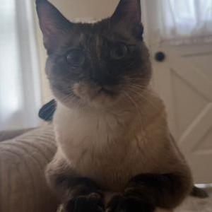 Image of Cher, Lost Cat