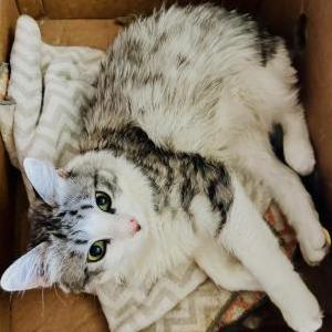 Image of Charlie, Lost Cat