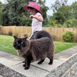 Image of Willow, Lost Cat