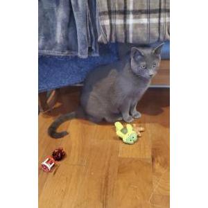 Image of Smokey, Lost Cat