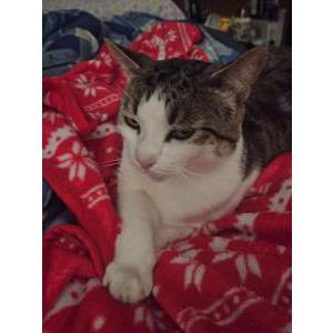 Lost Cat Frank