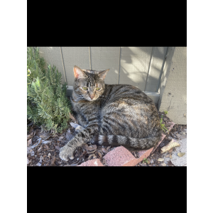 Image of Isla, Lost Cat