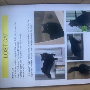 Lost Cat Grr