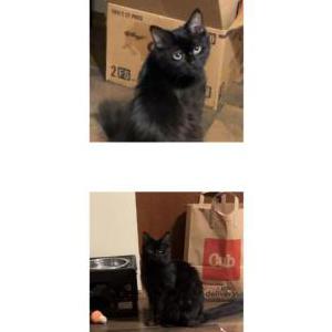 Image of Midnight/mimi, Lost Cat