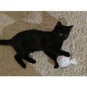 Image of Salem, Lost Cat