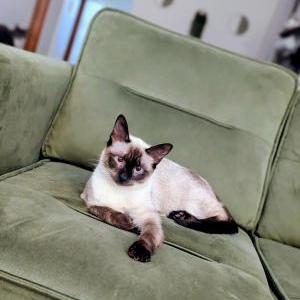 Lost Cat Luffy