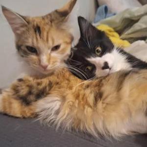Image of Pumpkin, Lost Cat