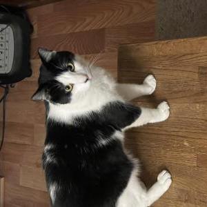 Image of Gee, Lost Cat