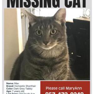 Image of Max, Lost Cat