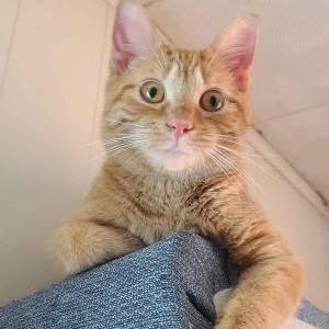 Image of Kiki, Lost Cat