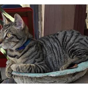 Lost Cat Simon