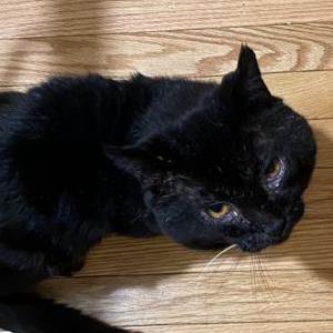 Image of Cutie, Lost Cat