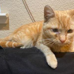 Image of Cooper, Lost Cat