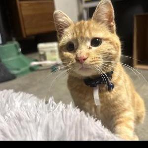 2nd Image of Cooper, Lost Cat
