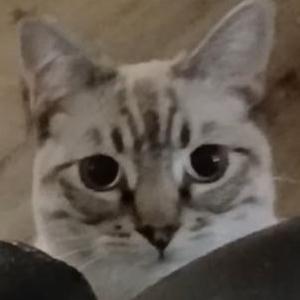 Lost Cat papas