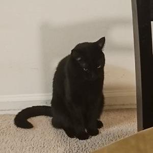 Image of Hades, Lost Cat