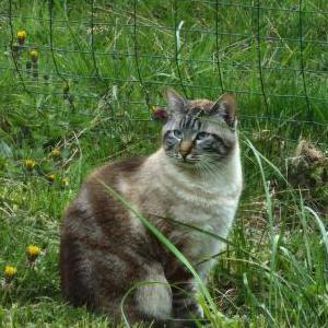 Image of Fig, Lost Cat