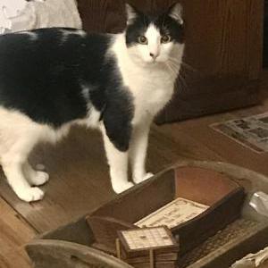 Image of Gee, Lost Cat
