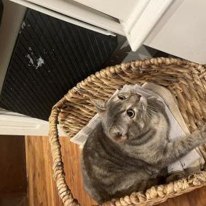 Image of Kira, Lost Cat